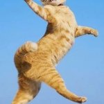 Jumping Cat Funny