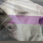 Suspicious demi dog