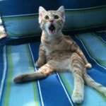 Where are my balls?