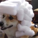 Powdered Wig Corgi