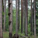 Searching Bear