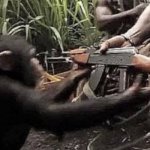 Chimp with gun
