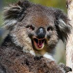 Angry koala