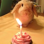 Ur cute have a cupcake?