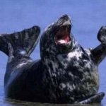 Laughing walrus