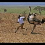 Man getting chased by an ostrich