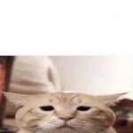 Sad Cat