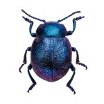 Cobalt Milkweed Beetle