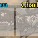 conan + charly cows temp v1 meme