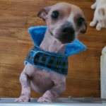 Still missing dog Since 4/29/25