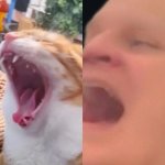 Meow template