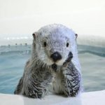 otter