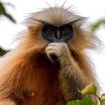 golden langur template
