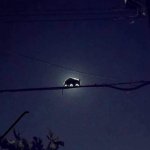 Possum eclipse