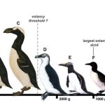 auk sizes