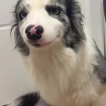 Cute Collie GIF Template