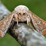 Sad Moth
