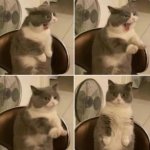 Cat Yawning