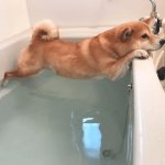 Dog and bathtub meme