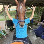 Jap Horse