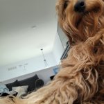Jealous Doggo