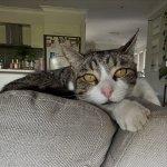 Cute Cate