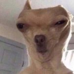 Doggo meme