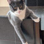 Fat Tony the cat