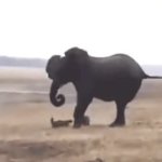 Honey Badger Yeet GIF Template