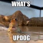 Updog | WHAT’S; UPDOG | image tagged in what | made w/ Imgflip meme maker