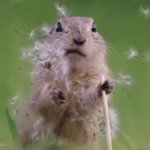 Chipmunk disappointed