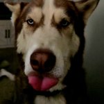 Husky