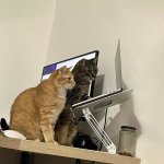 Computer Cats