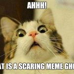 Scared cat