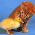 A cat petting a duck GIF Template