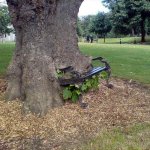 tree eating bench