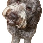 Northers Dog (Transparent) meme