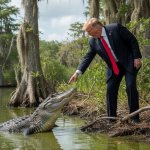 Trump and alligator