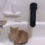 Cat meme