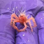 Small Crab
