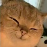 smile cat
