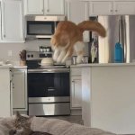 Cat Surprise