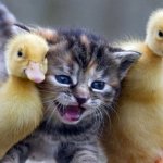 Kitten and two ducklings (better image)