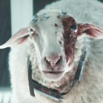 Alien Earth Sheep