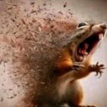 dissapearing squirrel meme