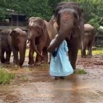Elephants keeping Human GIF Template