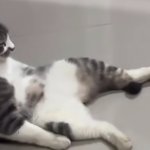 Sad cat