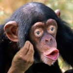 monkey why