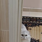 Wondering longhaired white cat in Turkish bathroom