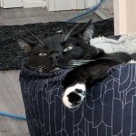 Smug cat after evil doing